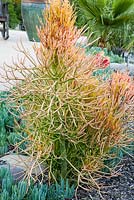 Euphorbia tirucalli 'Sticks on Fire' 
