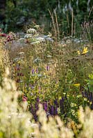 Sunlight on naturalistic grasses and perennials including Ammi majus and Salvia nemerosa - The Jordans Wildlife Garden, RHS Hampton Court Flower Show 2014