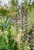 Acanthus spinosus, The Flintknapper's Garden - A Story of Thetford, RHS Hampton Court Flower Show 2014