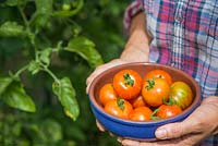 Holding a bowl of harvested Tomato 'Tigerella'. 