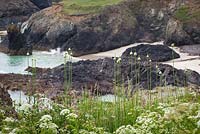 Allium ampeloprasum var babingtonii - Wild leeks, Babington's Leek on the cliffs near the Lizard, Cornwall. 