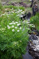 Oenanthe crocata - Hemlock Water Dropwort. 
