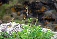 Sanguisorba officinalis - Great Burnet growing wild on cliffs near The Lizard, Cornwall. 