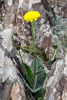 Hypochaeris maculata - Spotted Cat's Ear growing wild amongst rocks. 