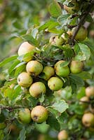Malus domestica Medaille d Or Cider. Apple