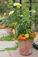 Planting includes Rosa 'Golden Memories' and Begonia tuberhybrida 'Apricot Shades' F1 Illumination series.