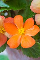Begonia tuberhybrida 'Apricot Shades' F1 Illumination series.