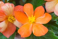 Begonia tuberhybrida 'Apricot Shades' F1 Illumination series.