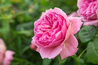 Rosa 'Princess Alexandra of Kent' - English Rose