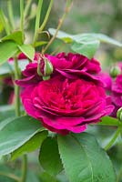 Rosa 'Darcey Bussell' - English Old Rose Hybrid