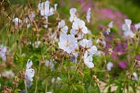 Geranium pratense 'Mrs Kendall Clarke' and Stipa gigantea. Meadow cranesbill and Oat Grass - June - July - Summer