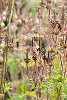 Seed heads of Geranium pratense 'Mrs Kendall Clarke' - Meadow cranesbill  July - Summer