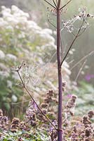 Peucedanum verticillare seed heads with spider webs in September - Autumn