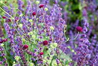 Knautia macedonica flowering with Salvia 'Smouldering Torches'.  July - Summer