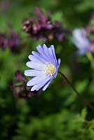 Anemone blanda - blue-flowered (Winter windflower)