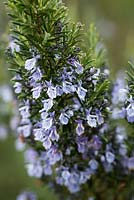 Rosmarinus officinalis 'Sissinghurst blue'