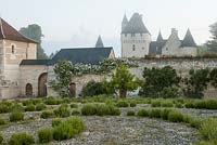 Lavandulas, early morning mist, Le Chateau du Rivau, Loire Valley, France