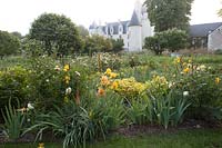 Yellow border with Iris 'Buff Beauty', early morning mist; Le Chateau du Rivau, Loire Valley, France