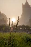 Sun rising through mist and Foxtail lilies; Le Chateau du Rivau, Loire Valley, France