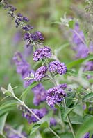 Buddleja 'Dudley's Compact Lavender' in July
