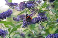 Buddleja 'Orpheus' with Red Admiral Butterfly in Summer