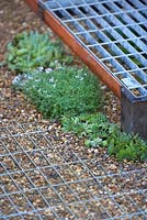 Metal grate used as raised walkway and on ground with gravel in-fill, edged with thyme and echeveria - A Space to Grow and Connect.  Designers: Jeni Cairns (Juniper House Garden Design) and Sophie Antonelli (Land Girl).  Sponsors: Metal, Earls Scaffolding,British Sugar.  