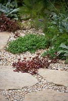 Mind-your-own-business (Soleirolia soleirolii) with Sedum 'Voodoo' amongst gravel and stone area - Halo - RHS Hampton Court Flower Show 2014