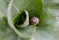 Cepaea nemoralis - Dark Lipped Banded Snail resting within Hispi cabbage, Wales, UK.