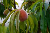 Prunus persica 'Bonanza', young Peach fruits in a polytunnel, Wales, UK