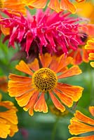 Helenium 'Maltraut' - Sneezeweed and Monarda 'Gardenview Scarlet' flowers - July - Oxfordshire