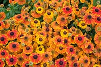 Helenium 'Sahins Early Flowerer' - Sneezeweed flower - July - Oxfordshire