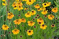 Helenium 'Wyndley' - Sneezeweed flowers - July - Oxfordshire