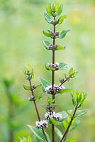 Mentha x piperita f 'citrata Lemon' - Lemon Mint in flower - July - Surrey