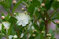 Myrtus communis - Common myrtle flower - July - Surrey