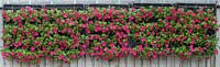 Petunia crazytunia in hanging wall planters. - July - Surrey 