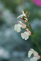 Salvia microphylla trelissick 'Creamy Yellow' - July - Surrey