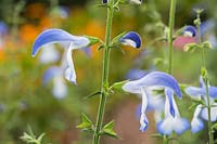 Salvia patens 'Dots Delight' - July - Surrey