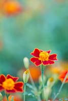 Tagetes tenuifolia - Signet marigold 'Paprika' - July - Surrey