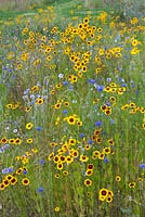 Coreopsis tinctoria - Dyers Tickseed and Cornflowers in a wildflower meadow - July - Oxfordshire