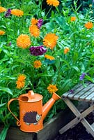 Vegetable bed with childs watering can and seat, Calendula 'Porcupine' and Cosmos 'Double Click Cranberries'