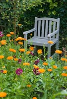 Calendula 'Porcupine' and Cosmos 'Double Click Cranberries' with wooden painted seat
