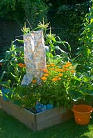 Vegetable bed with scarecrow and marigolds