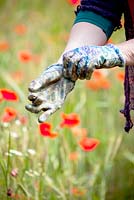 Putting on colourful gardening handgloves in the poppies field