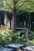 Shady courtyard planting with Foxgloves beneath Hornbeam trees - 'Hope on the Horizon'  - RHS Chelsea Flower Show 2014