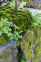 Pebbles and Moss balls in a Japanese garden - Togenkyo - A Paradise on Earth - Designer Kazuyuki Ishihara - RHS Chelsea Flower Show 2014