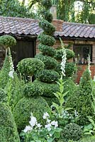 Topiary and spires of white flowers (Foxgloves and Lupins) - The Topiarist Garden at West Green House. Designer Marylyn Abbott, Sponsor Zenith44 - RHS Chelsea Flower Show 2014