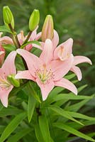 Lilium 'Elodie' - Asiatic Lily