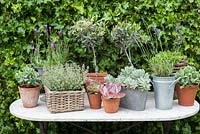Container display with standard olea europaea and drought tolerant plants - thyme, lavender and succulents on table