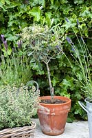 Small standard Olea europaea with thyme and lavender