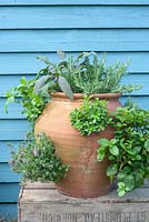 Herbs planteed in a terracotta strawberry planter including oregano, thyme, salvia, rosemary and mint